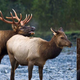 Illustration for article titled Mike Pence Vows To Cut Conservation Funding After Discovering Elk Don’t Mate For Life